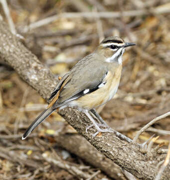 Image of Bearded Scrub Robin