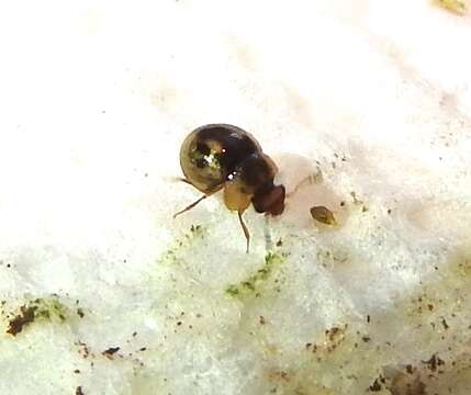 Image of Agathidium (Pulchrum) maculosum Brown & W. J. 1928