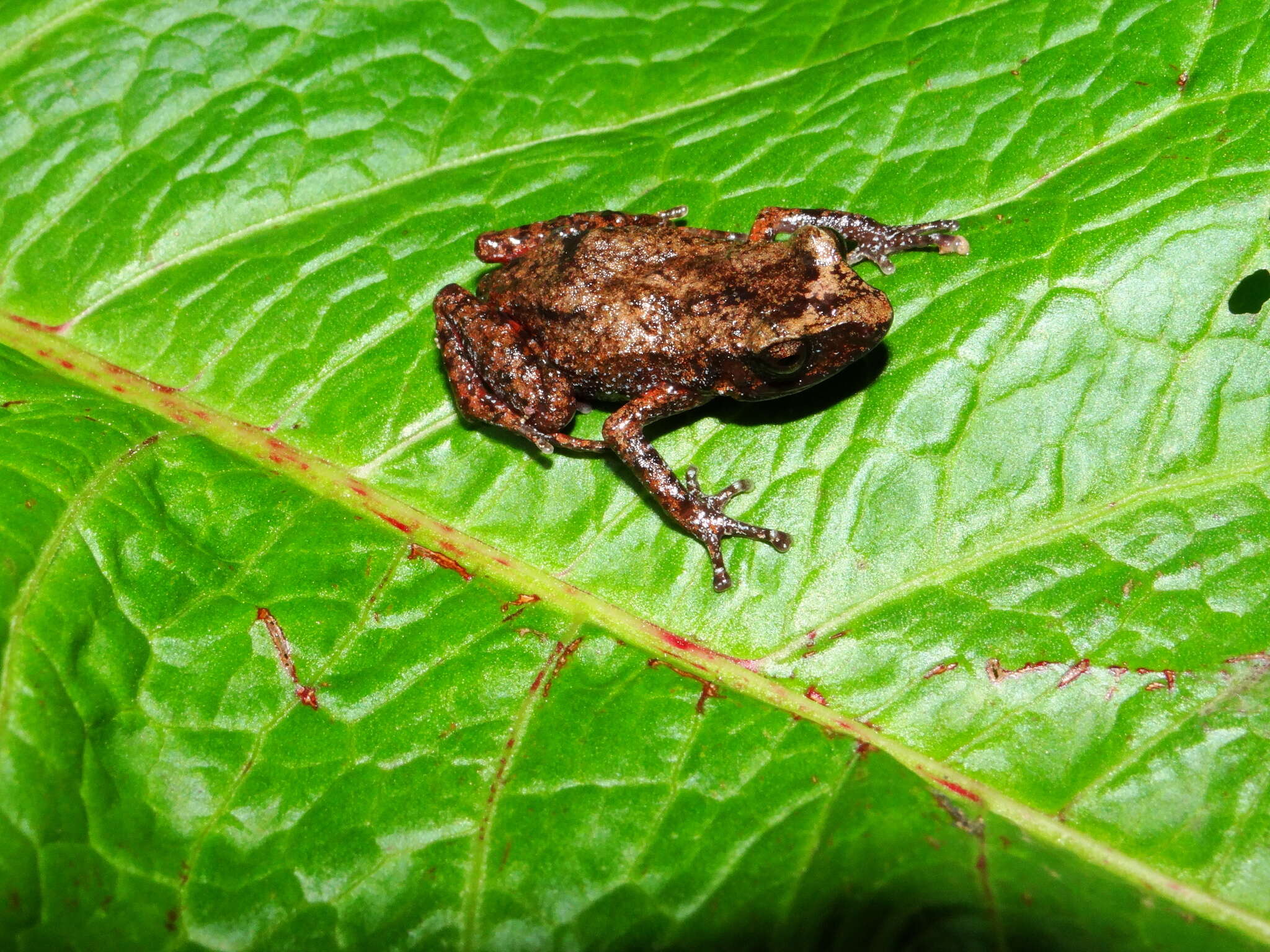 صورة Eleutherodactylus jaliscoensis Grünwald, Reyes-Velasco, Franz-Chávez, Morales-Flores, Ahumada-Carrillo, Jones & Boissinot 2018