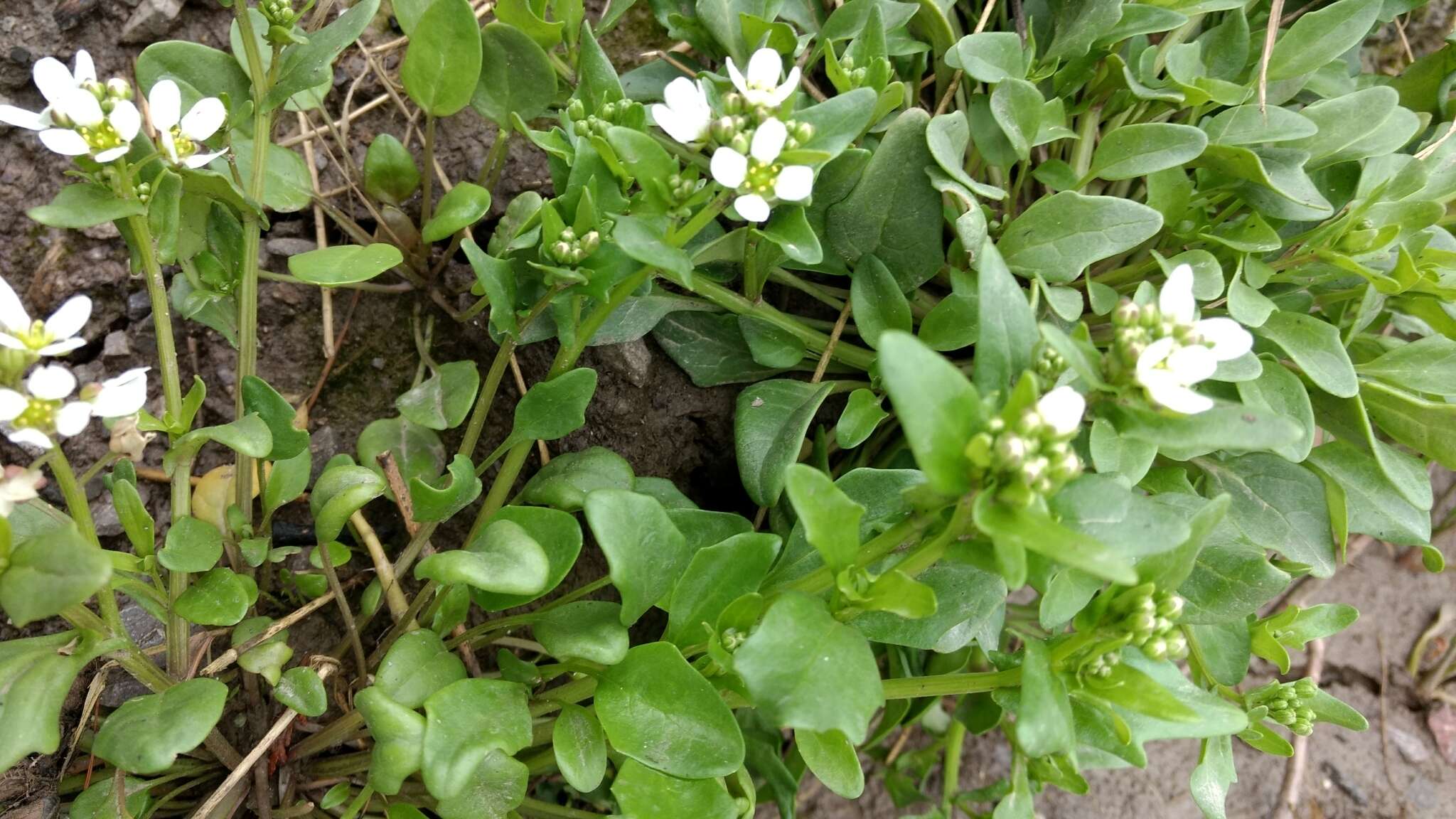 Image of Cochlearia anglica L.