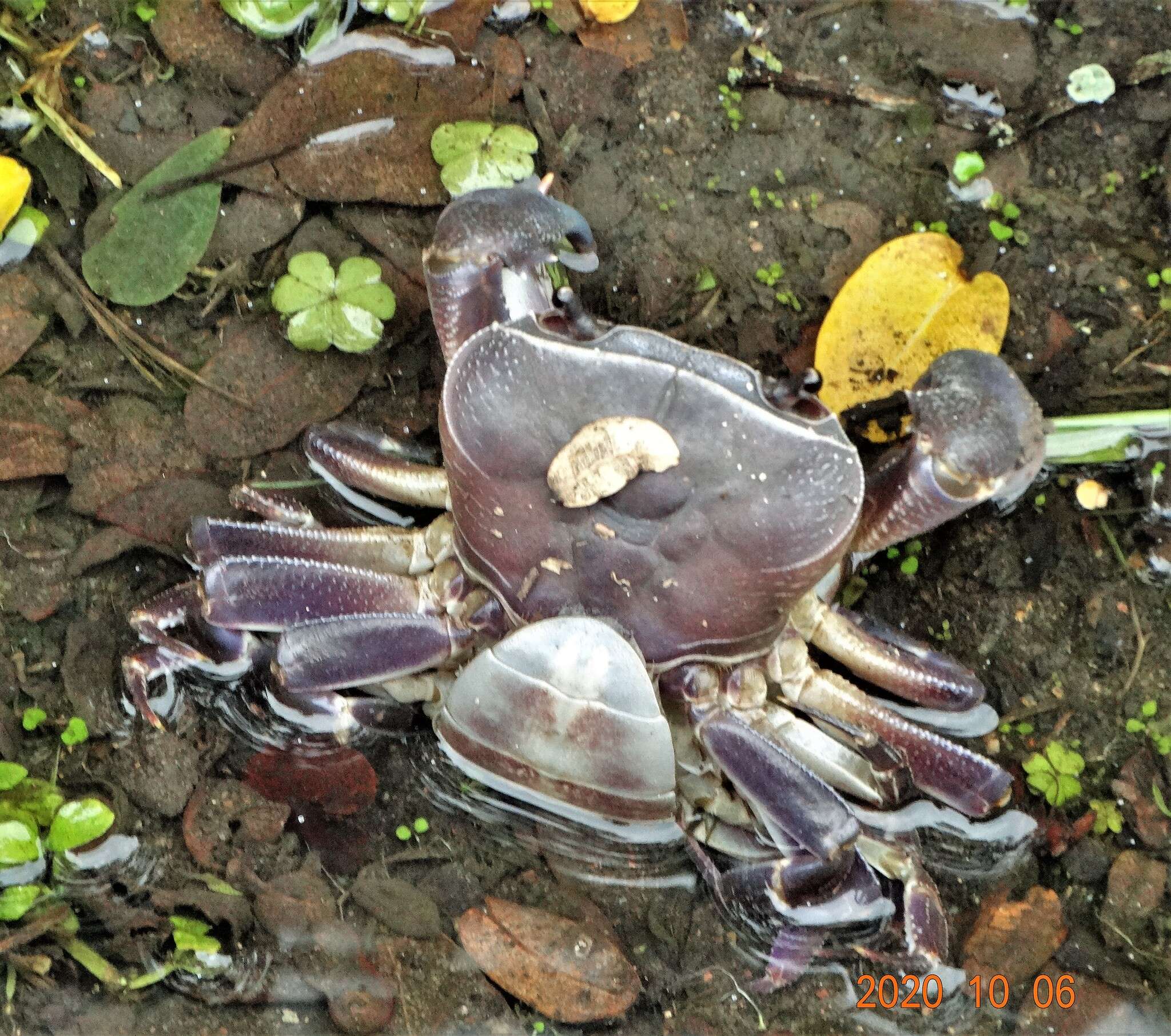 Image of Natal River Crab