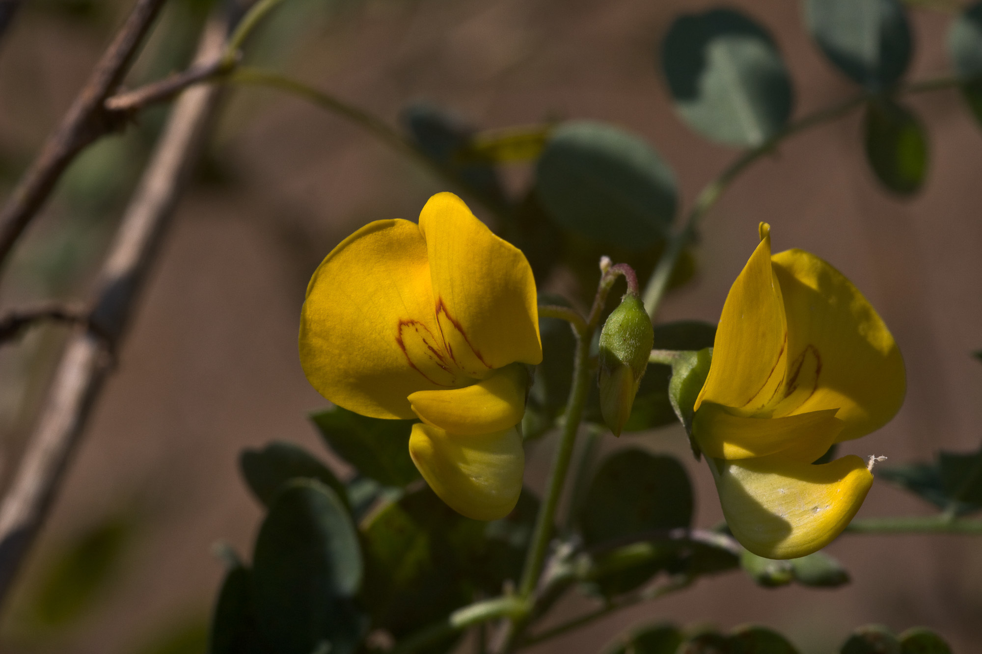 Colutea arborescens (rights holder: Sarah Gregg)