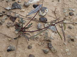 Image de Brassica repanda subsp. saxatilis (DC.) Heywood