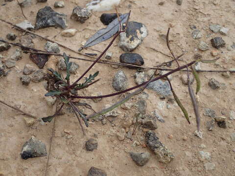 صورة Brassica repanda subsp. saxatilis (DC.) Heywood