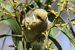 Image of Ptilotula Mathews 1912