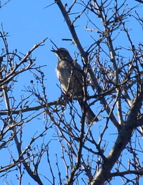 Image of Chilean Mockingbird