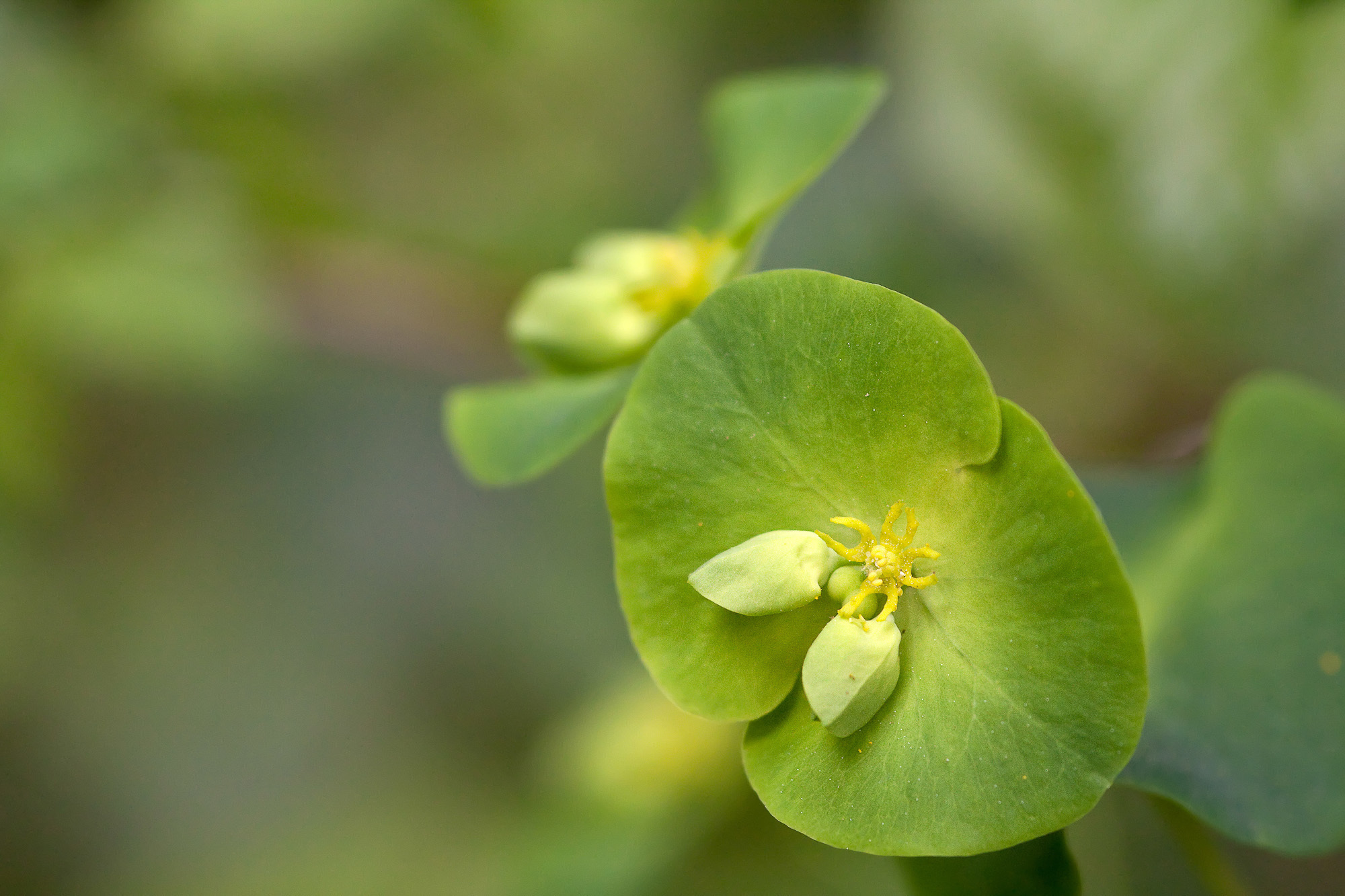 Euphorbia amygdaloides (rights holder: Sarah Gregg)