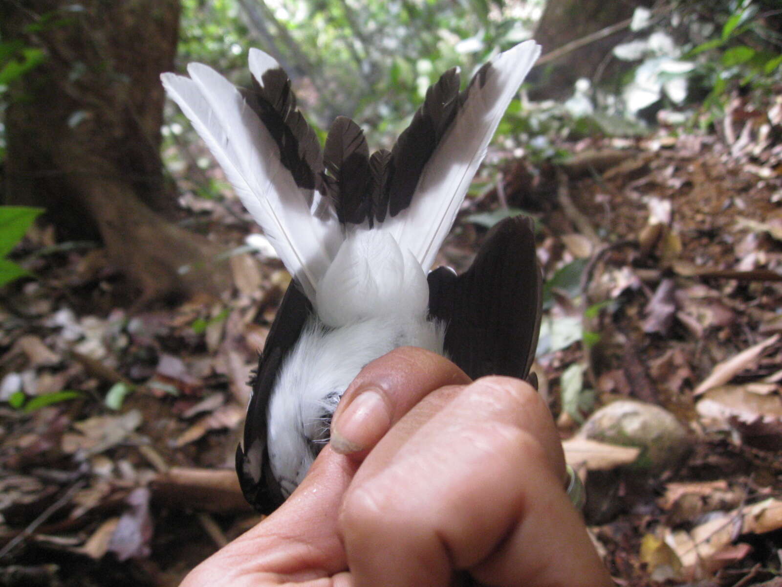 Image of Chestnut-naped Forktail