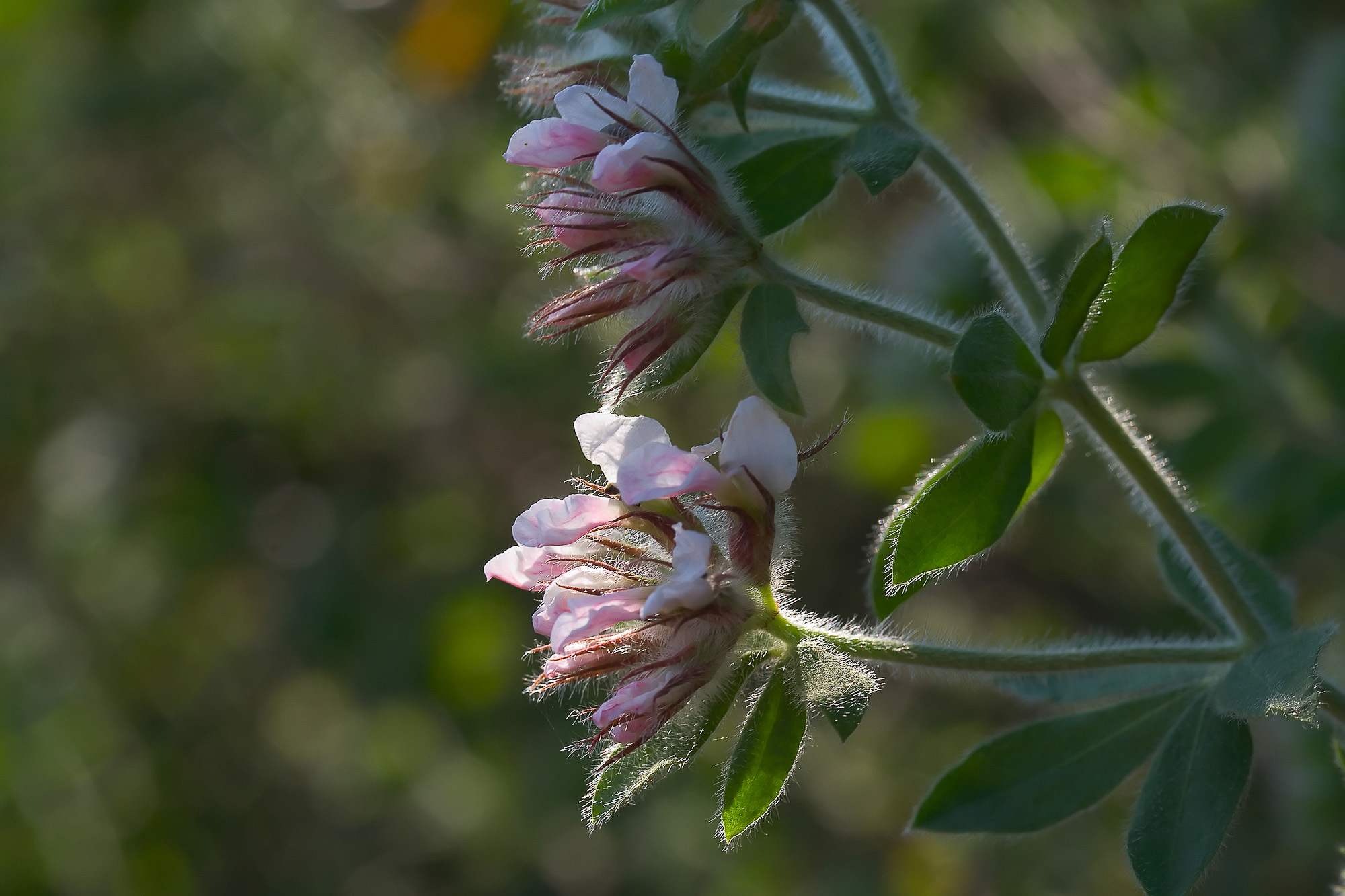 Dorycnium hirsutum (rights holder: Sarah Gregg)