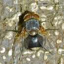 Image of Eurygastropsis tasmaniae (Walker 1858)