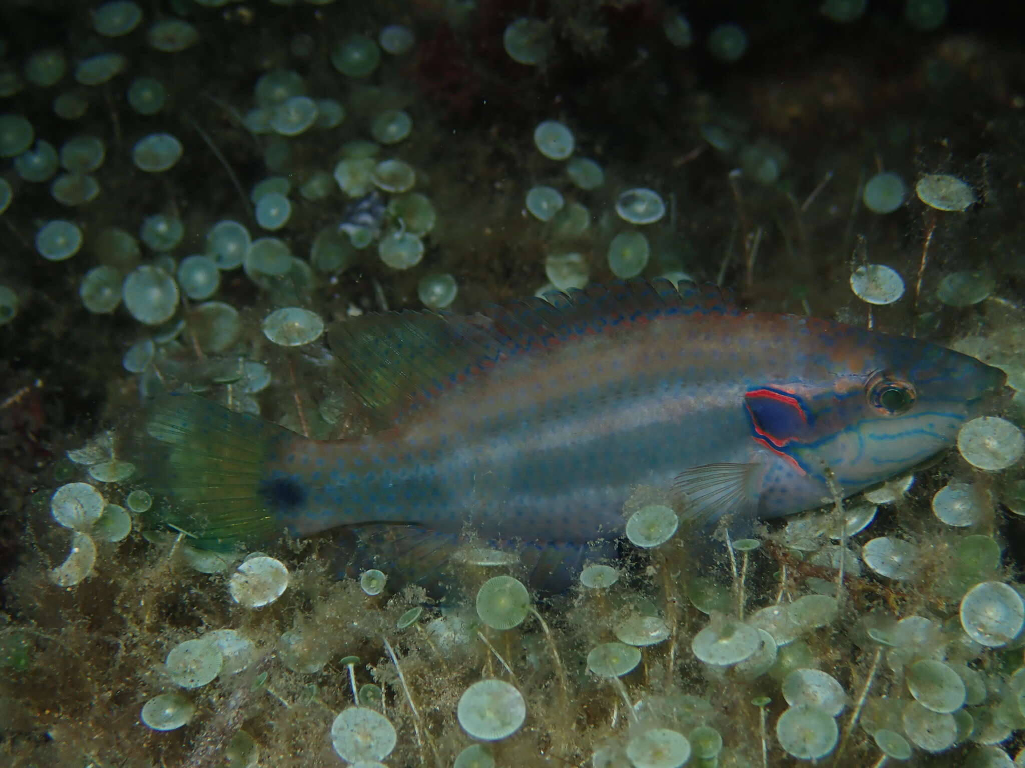Image of Ocellated Wrasse