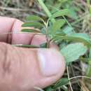 Image of Erythroxylum microphyllum A. St.-Hil.