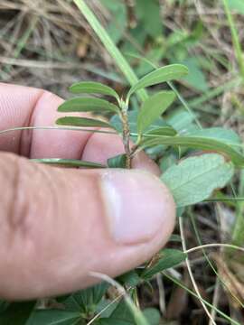 Image of Erythroxylum microphyllum A. St.-Hil.