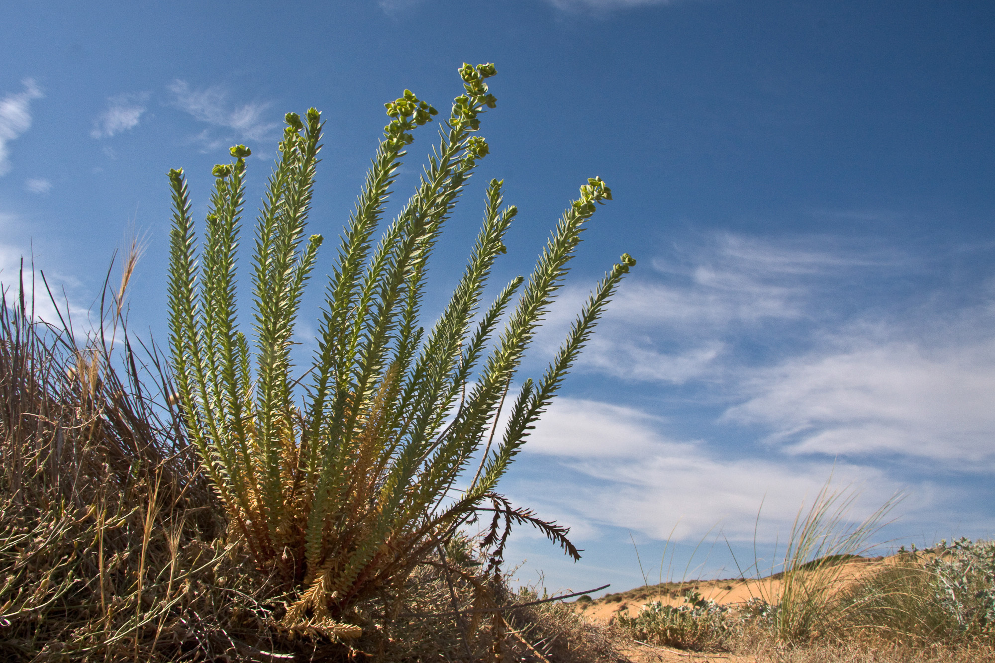 Euphorbia paralias (rights holder: Sarah Gregg)