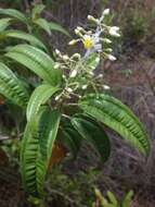 صورة Miconia bicolor (Mill.) Triana