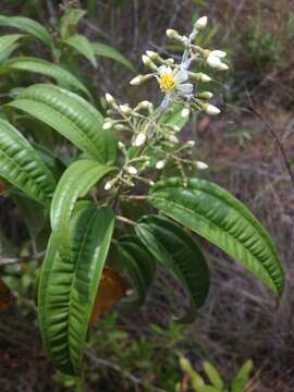 Image de Miconia bicolor (Mill.) Triana