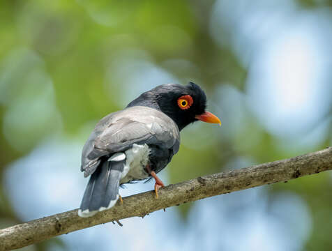 Image of Retz's Helmet-shrike