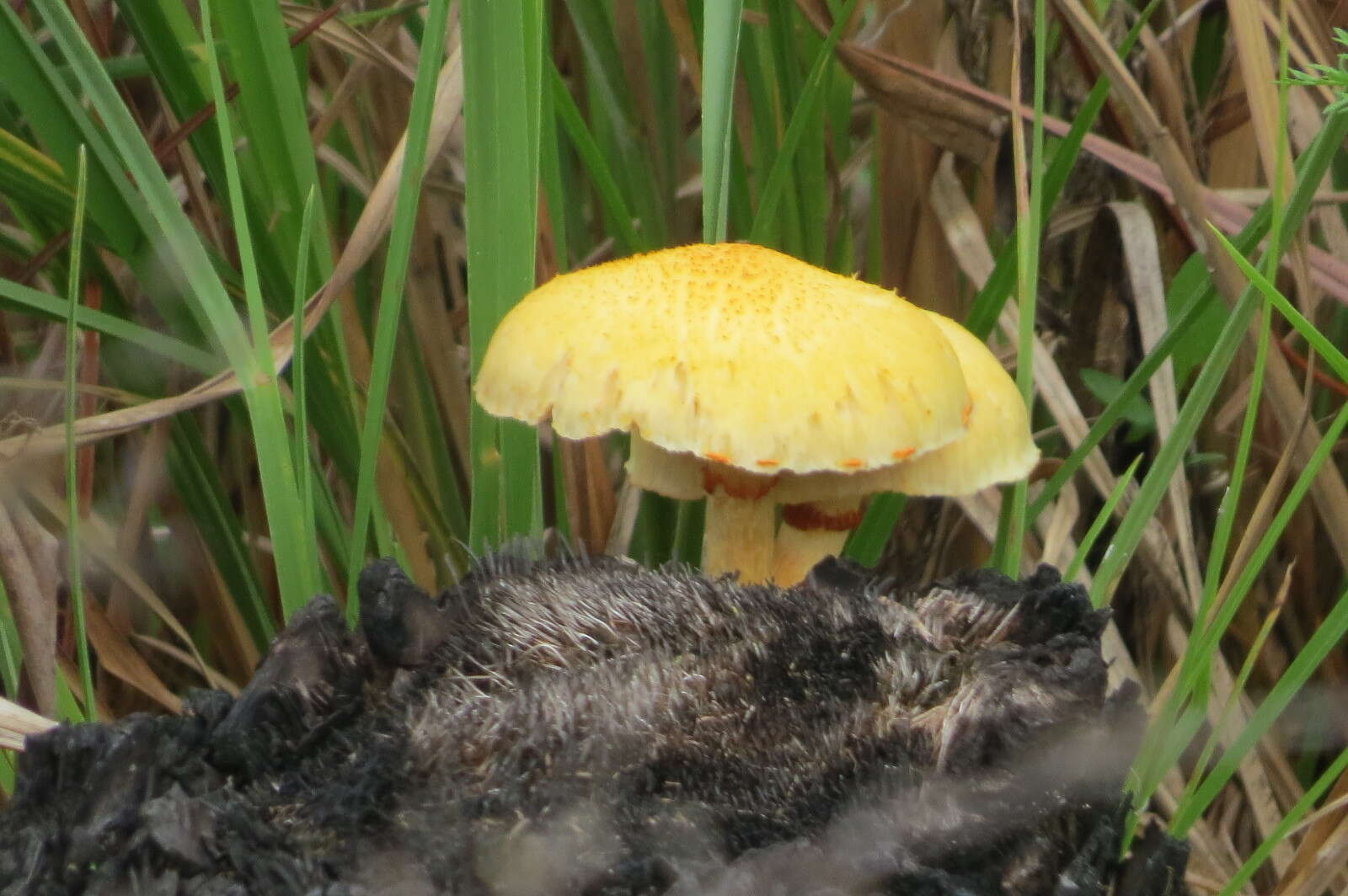 Imagem de Gymnopilus cyanopalmicola Guzm.-Dáv. 2006