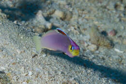 Image of Helfrich's dartfish