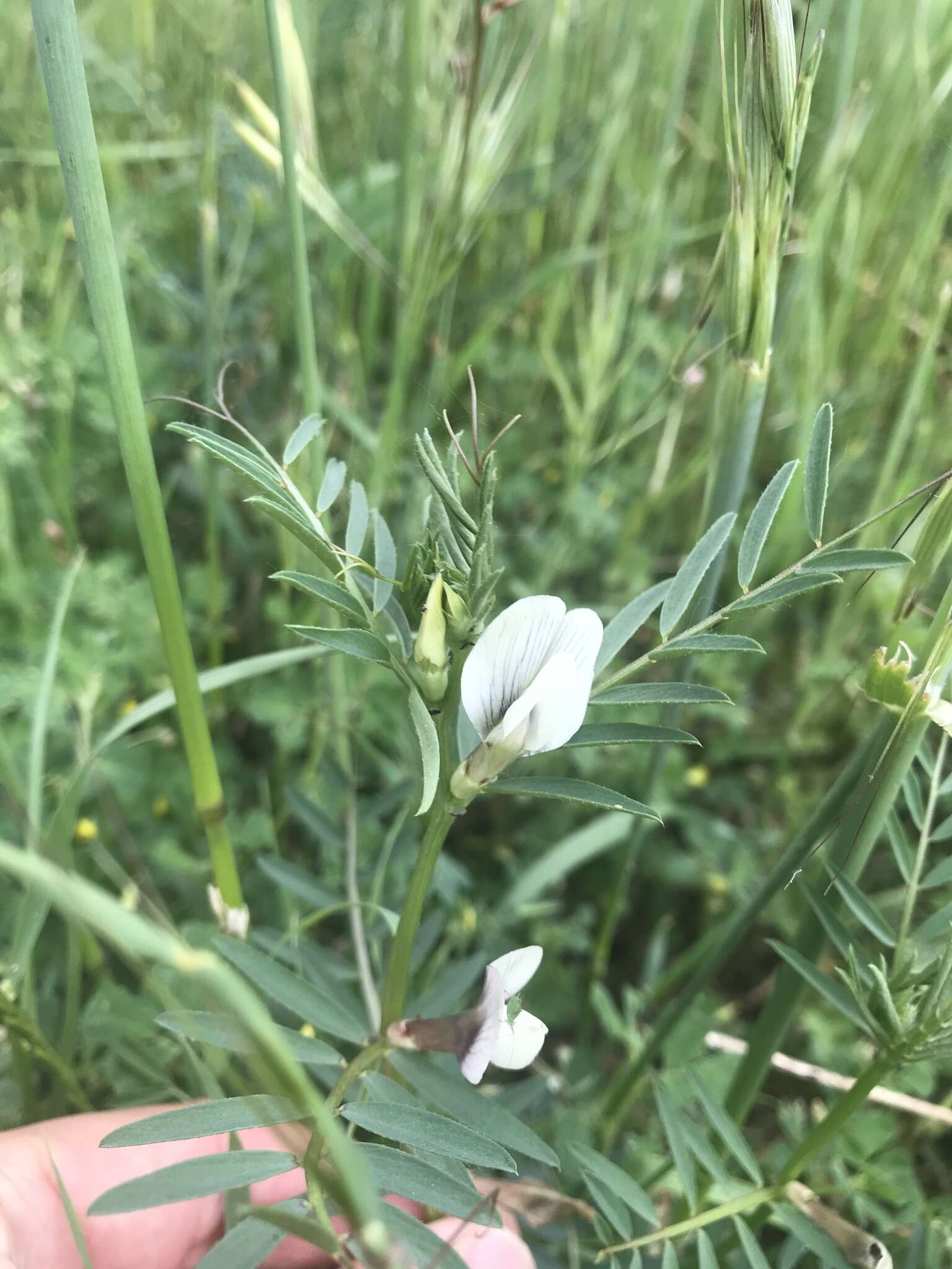 Image of smooth yellow vetch