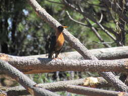 Image of Rufous-collared Robin