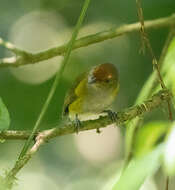 Image of Tawny-capped Euphonia