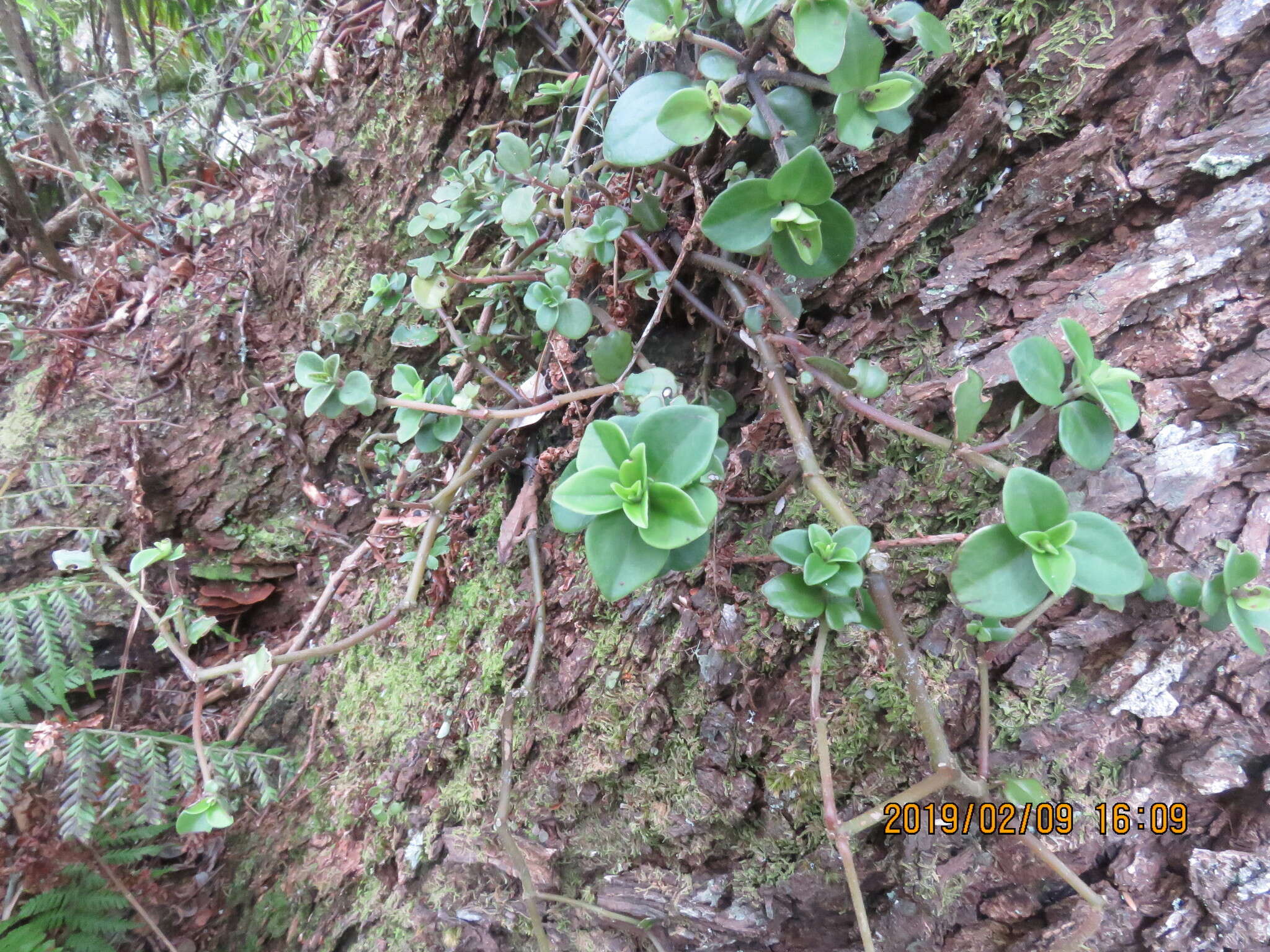 Image of thickleaf peperomia