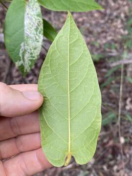 Image of Parsonsia velutina R. Br.