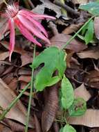 Image of Passiflora quadriglandulosa Rodschied