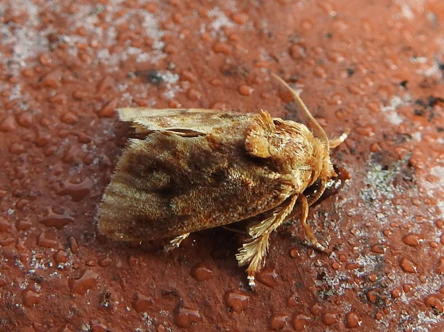 Image of Beutenmueller's Slug Moth