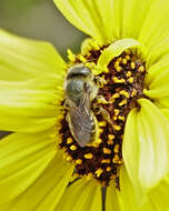 Image of Osmia coloradensis Cresson 1878