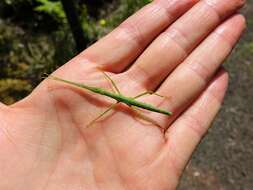 Image of Smooth Stick Insect