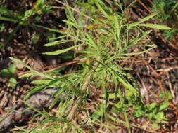 Image of Yankeeweed