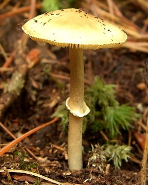 Image of destroying angel