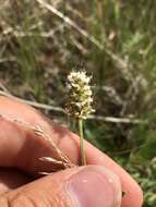 Image of white prairie clover