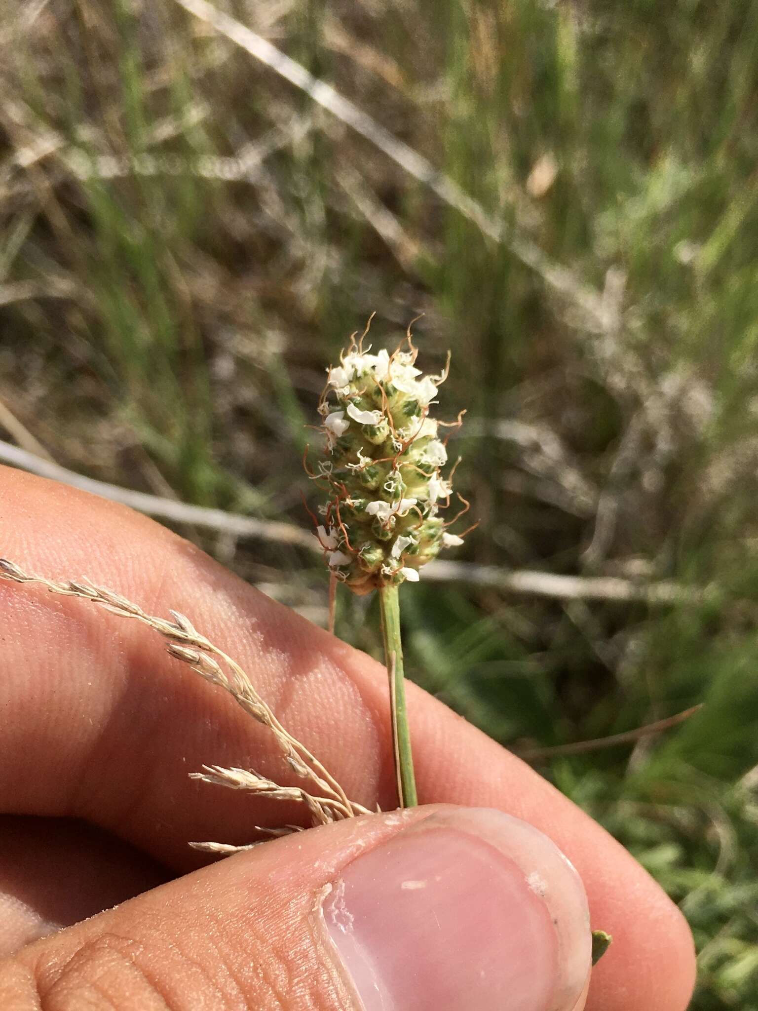 Слика од Dalea candida var. oligophylla (Torr.) Shinners