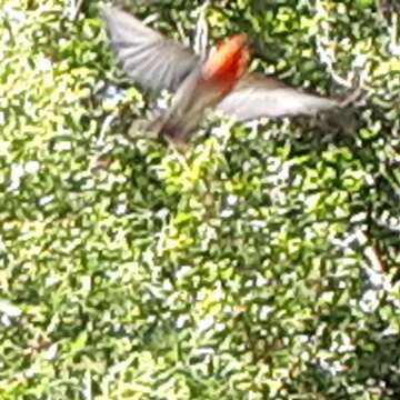 Image of Scarlet Honeyeater