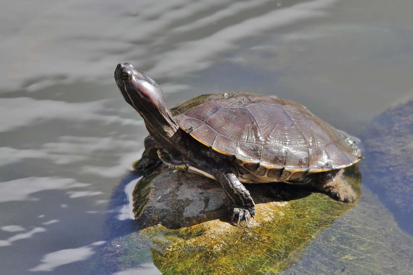 Image of Trachemys stejnegeri vicina (Barbour & Carr 1940)