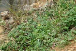 Image de Corydalis curvisiliqua subsp. occidentalis (Engelm. ex A. Gray) W. A. Weber