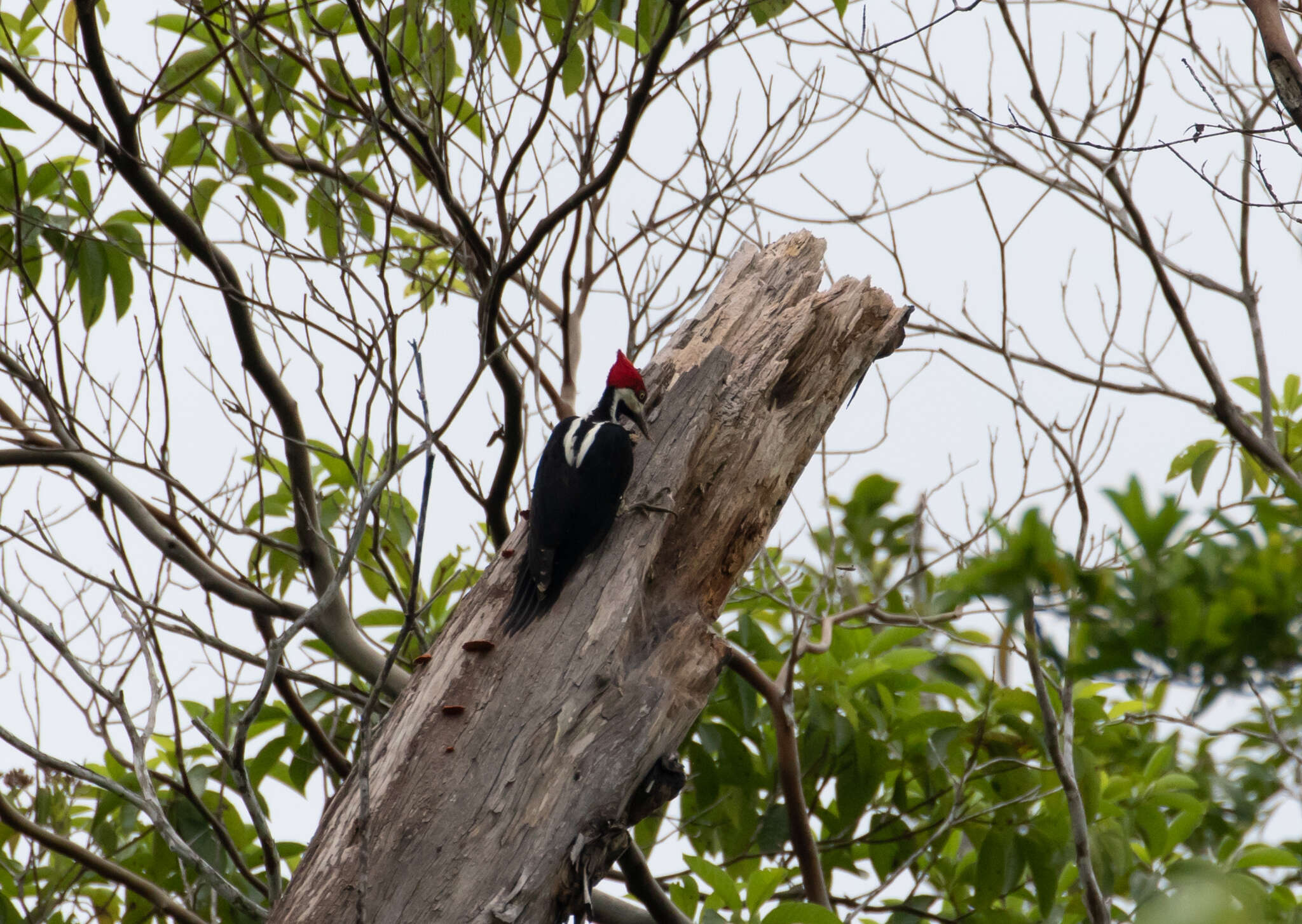 Image of Crimson-crested Woodpecker