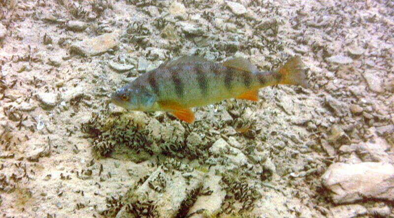 Image of Yellow Perch