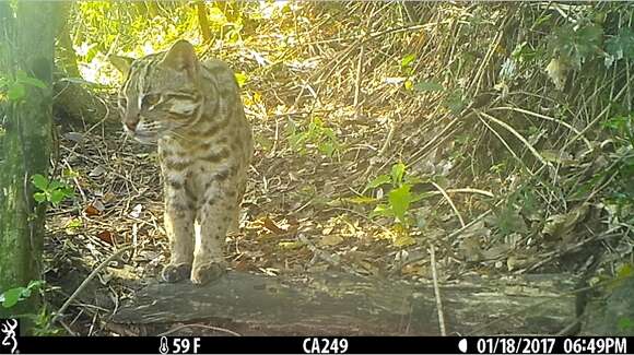 Image of Asian spotted cats