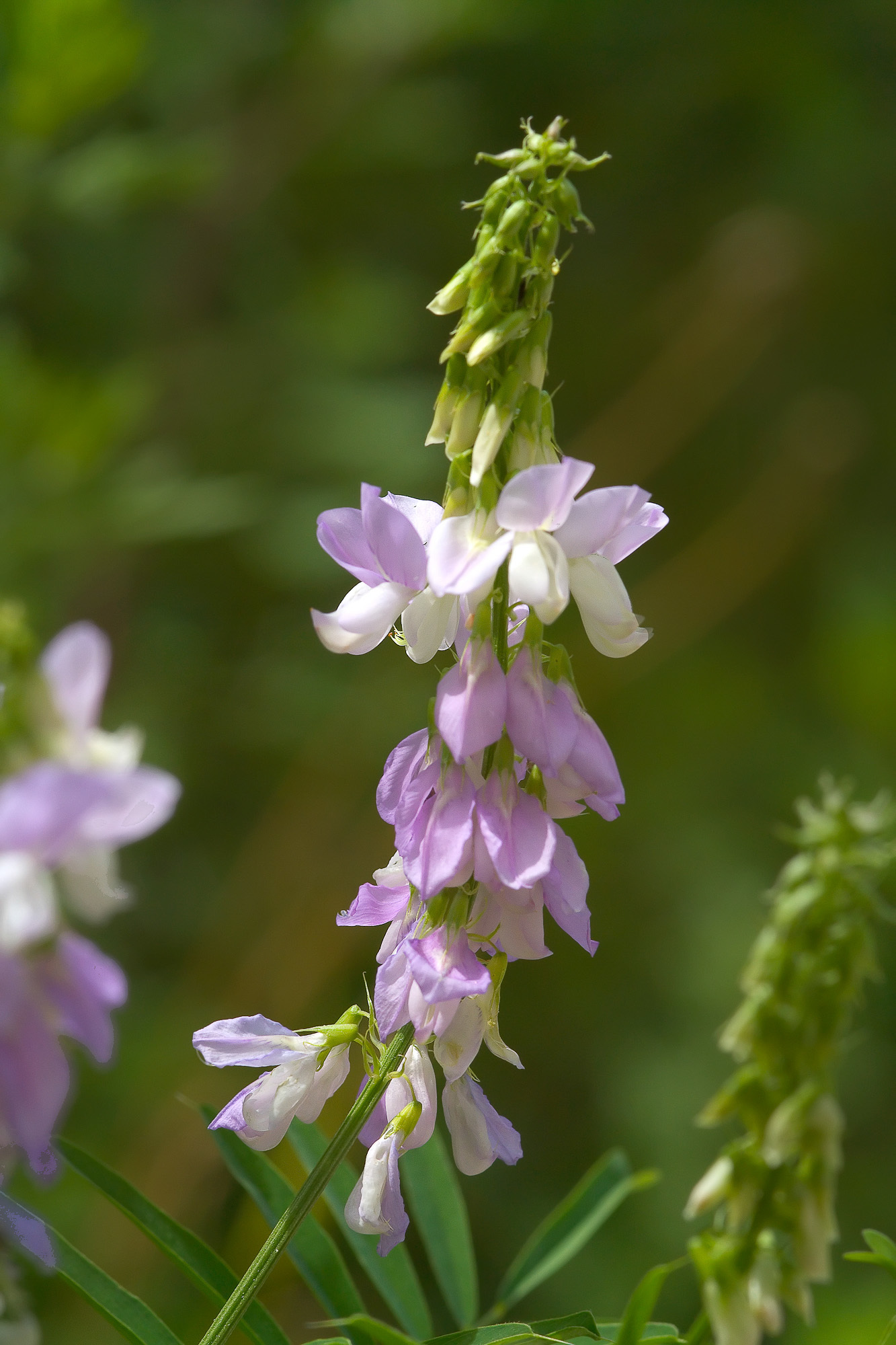 Galega officinalis (rights holder: Sarah Gregg)