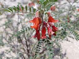 Image de Lessertia frutescens (L.) Goldblatt & J. C. Manning