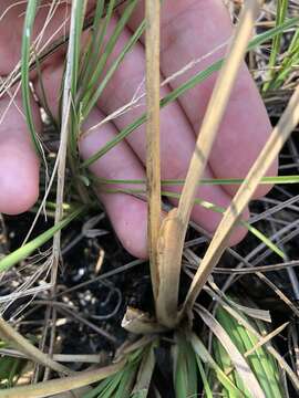 Image of Long-Leaf Cut-Throat Grass