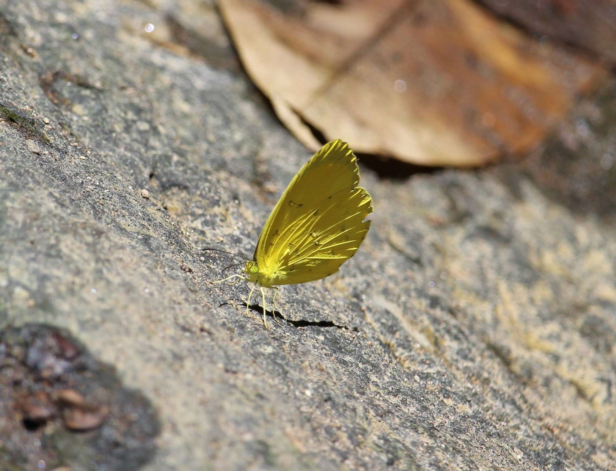 Image de Eurema blanda (Boisduval 1836)