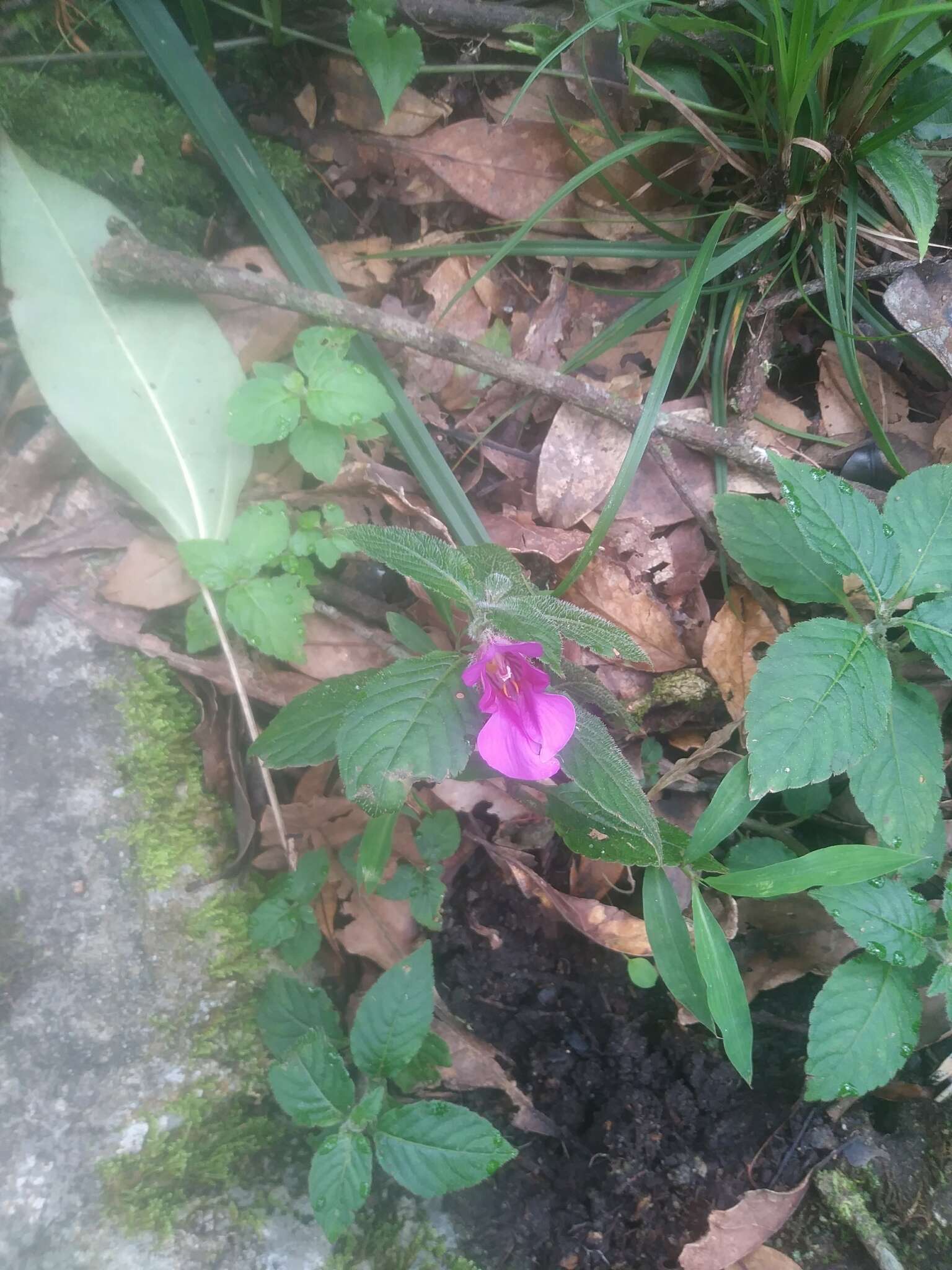 Image of Impatiens napoensis Y. L. Chen