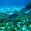 Image of Reef parrotfish