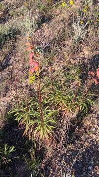 Image of Spanish Rusty Foxglove