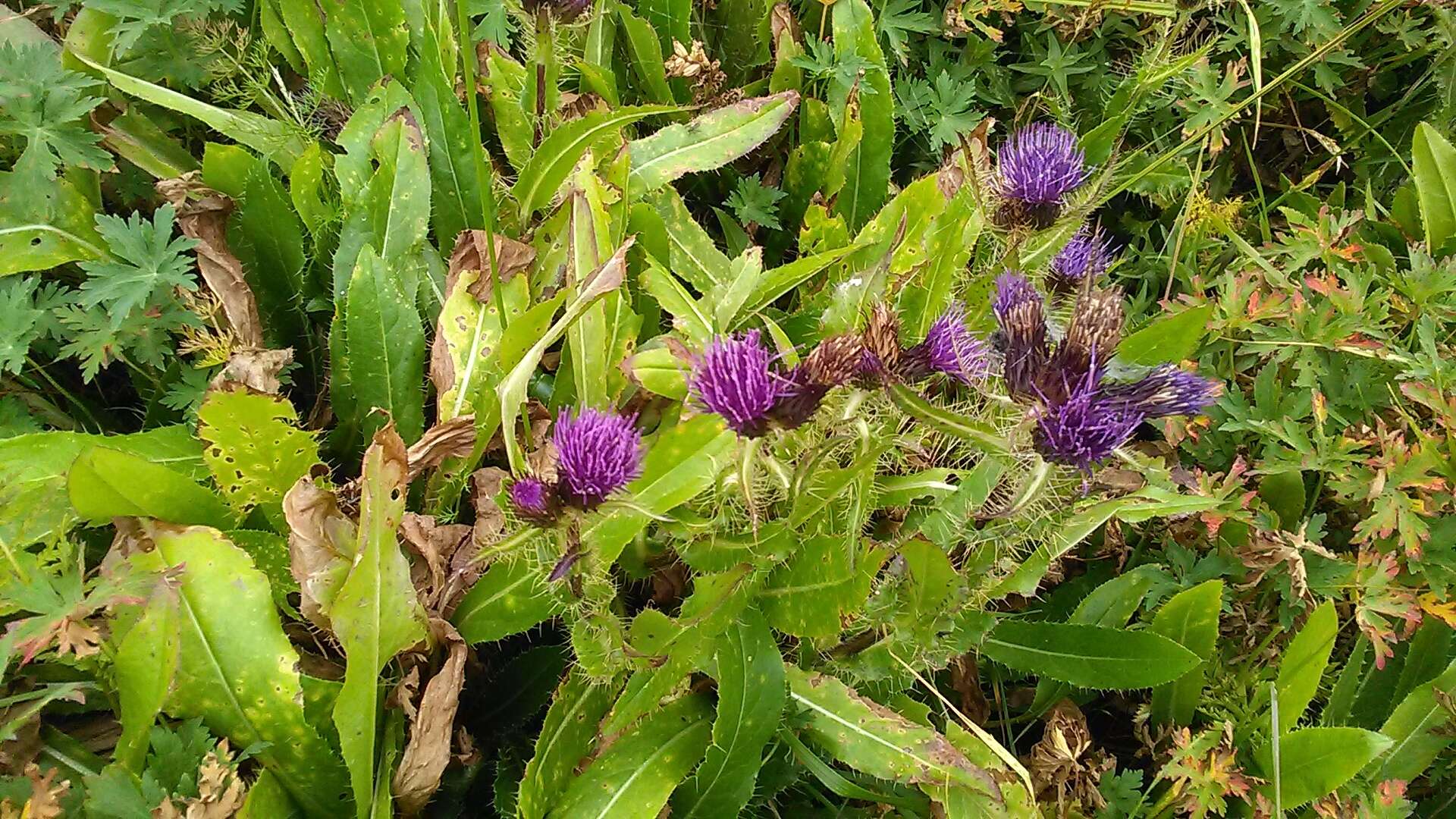 Imagem de Cirsium simplex C. A. Mey.